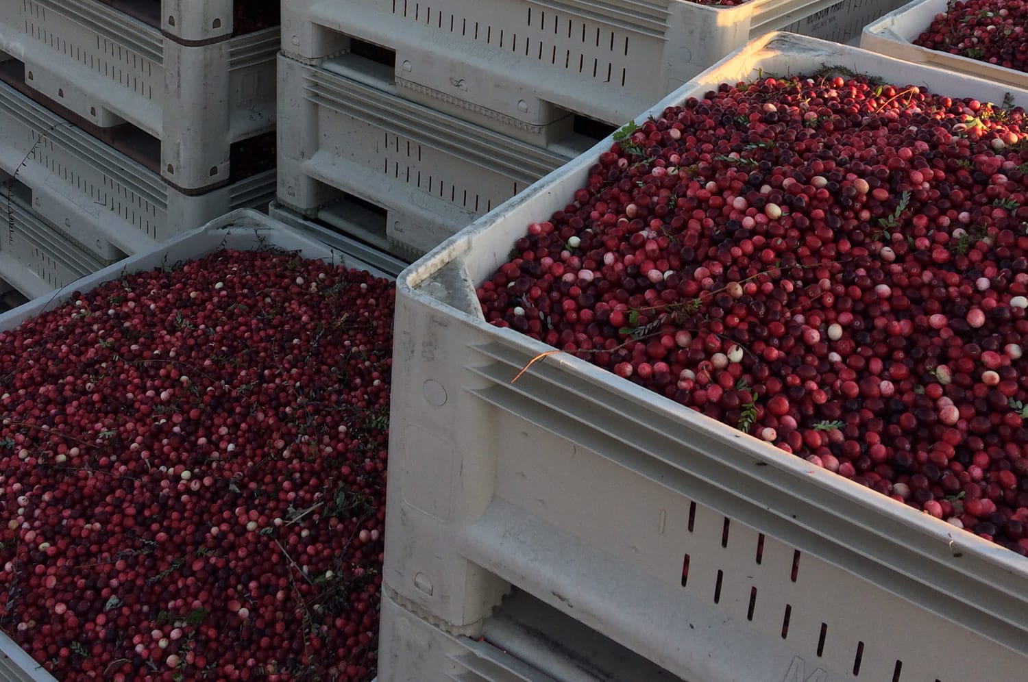 BC Cranberry growers